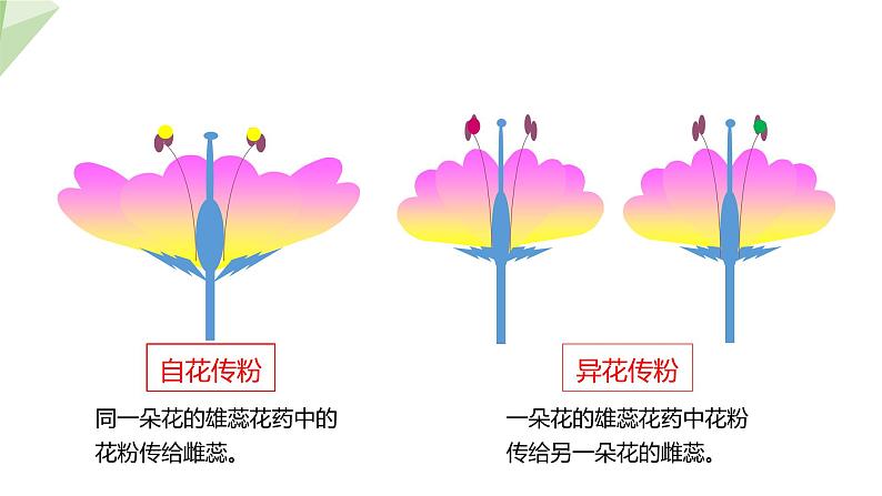 21.2 植物的有性生殖 课件初中生物苏教版八年级下册08