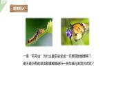 21.3 昆虫的生殖与发育 课件初中生物苏教版八年级下册