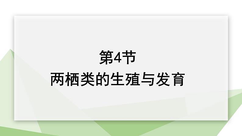 21.4 两栖类的生殖与发育 课件初中生物苏教版八年级下册01