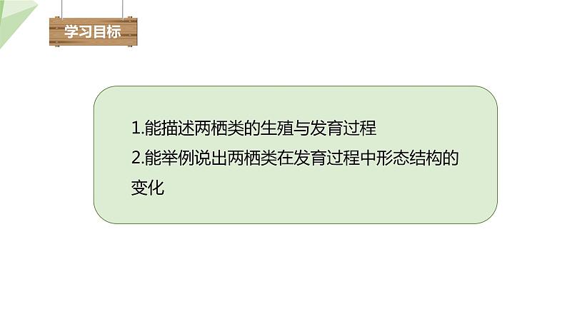 21.4 两栖类的生殖与发育 课件初中生物苏教版八年级下册03