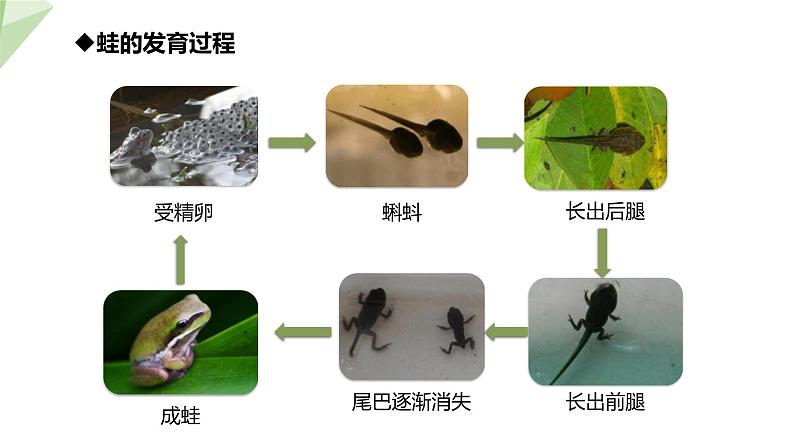 21.4 两栖类的生殖与发育 课件初中生物苏教版八年级下册06