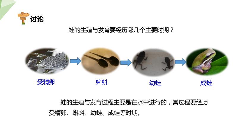 21.4 两栖类的生殖与发育 课件初中生物苏教版八年级下册07