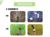 21.5 鸟类的生殖与发育 课件初中生物苏教版八年级下册