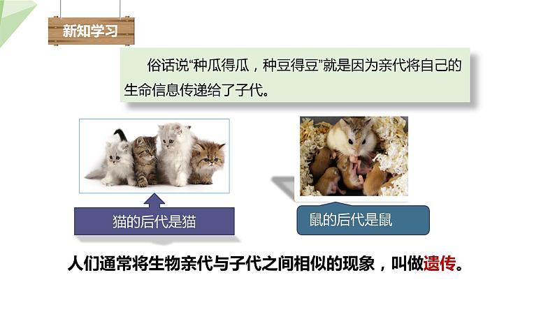 22.1 DNA是主要的遗传物质 课件初中生物苏教版八年级下册04