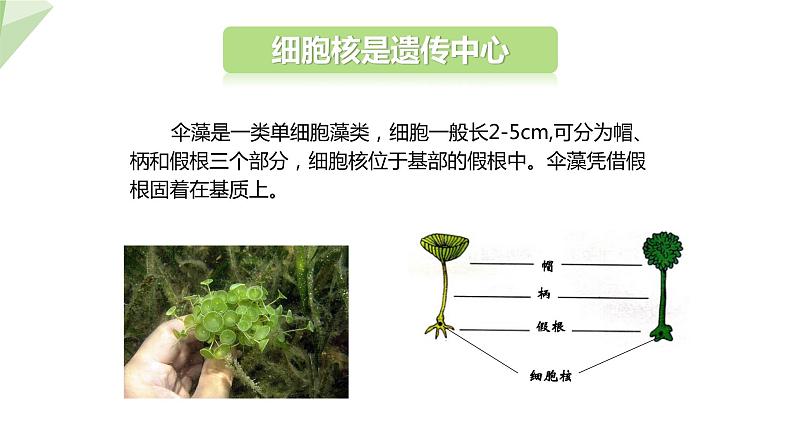 22.1 DNA是主要的遗传物质 课件初中生物苏教版八年级下册05