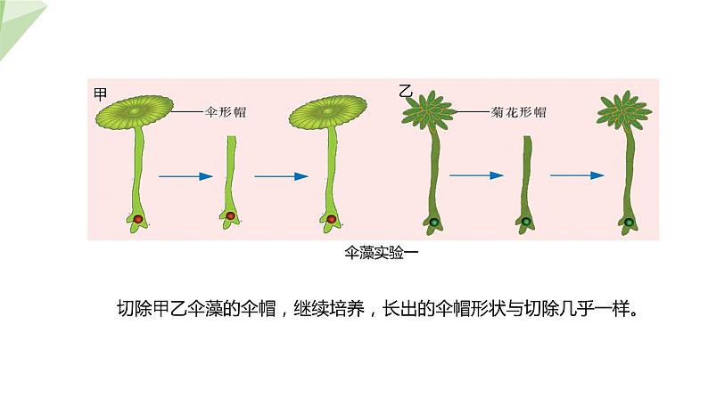 22.1 DNA是主要的遗传物质 课件初中生物苏教版八年级下册06