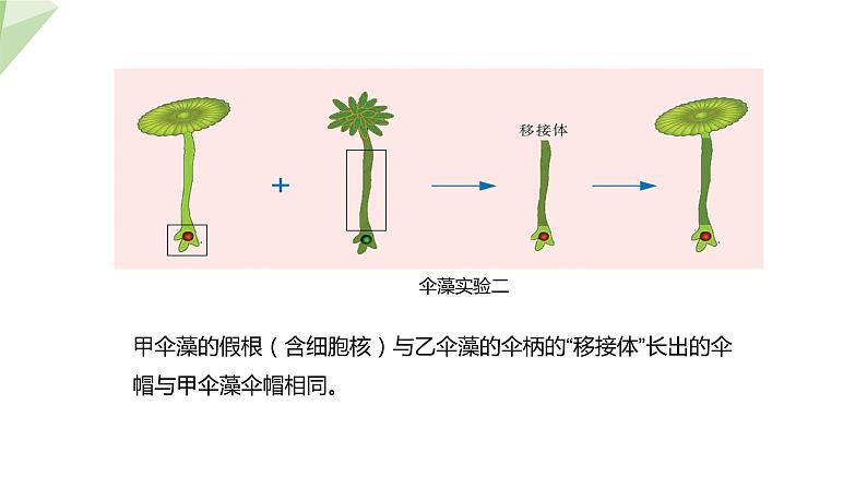 22.1 DNA是主要的遗传物质 课件初中生物苏教版八年级下册07