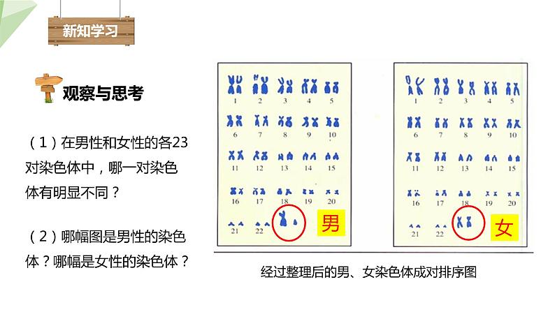 22.3 人的性别决定 课件初中生物苏教版八年级下册04