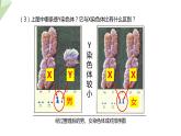 22.3 人的性别决定 课件初中生物苏教版八年级下册