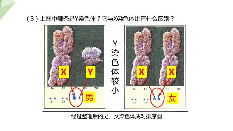 22.3 人的性别决定 课件初中生物苏教版八年级下册05