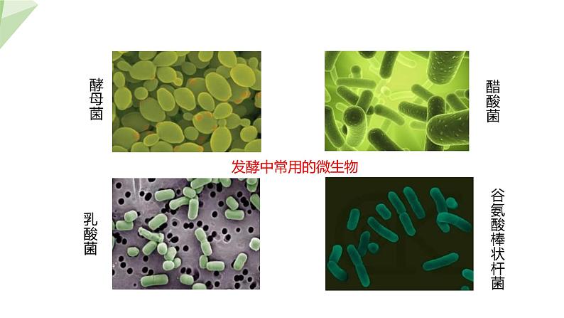 23.1 源远流长的发酵技术 课件初中生物苏教版八年级下册08