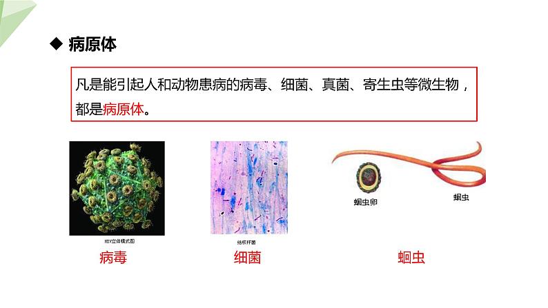 25.1 传染病 课件初中生物苏教版八年级下册第6页