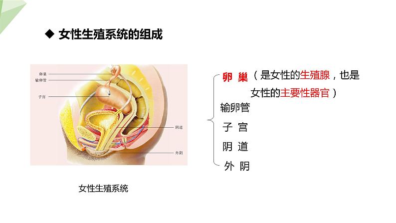 8.1 精卵结合孕育新的生命 课件 2023-2024学年初中生物苏教版七年级下册07