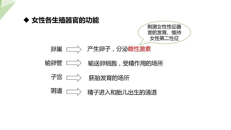 8.1 精卵结合孕育新的生命 课件 2023-2024学年初中生物苏教版七年级下册08