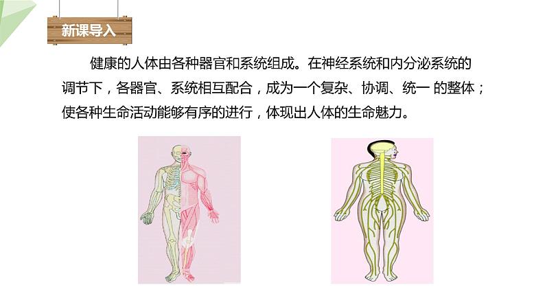 8.3 人体概述 课件 2023-2024学年初中生物苏教版七年级下册03