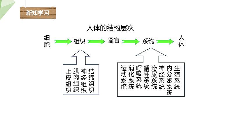 8.3 人体概述 课件 2023-2024学年初中生物苏教版七年级下册04