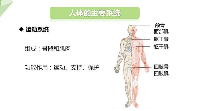 8.3 人体概述 课件 2023-2024学年初中生物苏教版七年级下册05