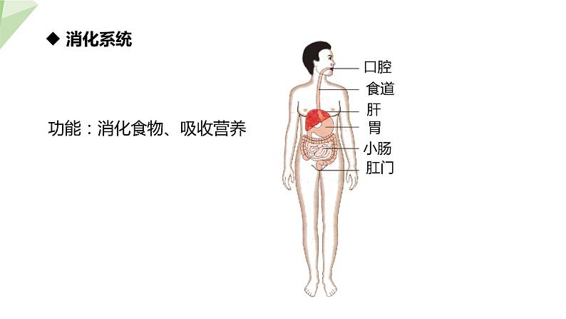 8.3 人体概述 课件 2023-2024学年初中生物苏教版七年级下册06