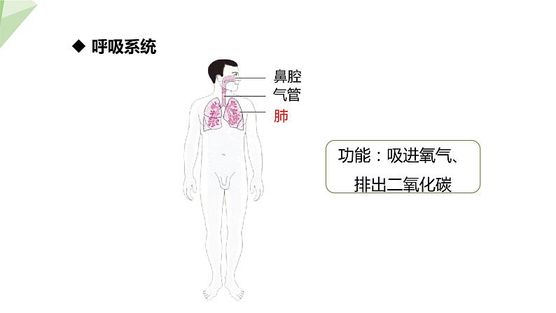 8.3 人体概述 课件 2023-2024学年初中生物苏教版七年级下册07