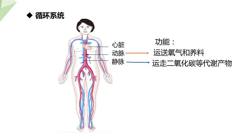 8.3 人体概述 课件 2023-2024学年初中生物苏教版七年级下册08