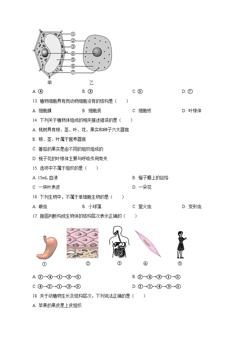2023-2024学年河南省洛阳市偃师市七年级上册期中生物测试卷（含解析）03