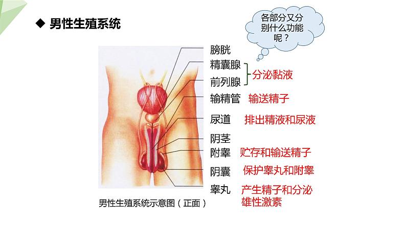 4.1.2 人的生殖 课件2023-2024学年初中生物人教版七年级下册第6页