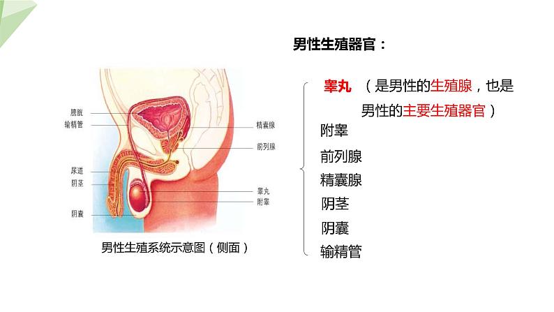 4.1.2 人的生殖 课件2023-2024学年初中生物人教版七年级下册第7页