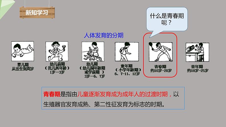 4.1.3 青春期 课件2023-2024学年初中生物人教版七年级下册04