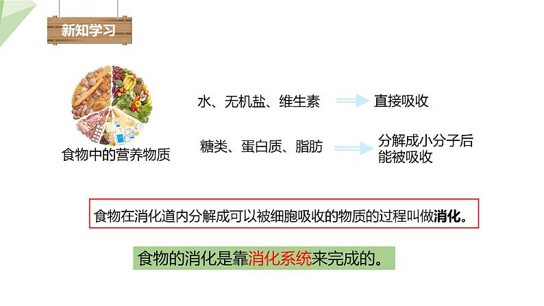 4.2.2 消化和吸收 课件2023-2024学年初中生物人教版七年级下册第4页