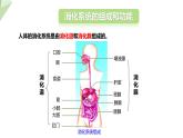 4.2.2 消化和吸收 课件2023-2024学年初中生物人教版七年级下册