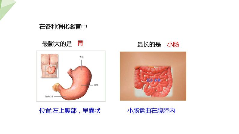 4.2.2 消化和吸收 课件2023-2024学年初中生物人教版七年级下册第6页