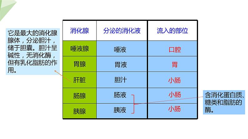 4.2.2 消化和吸收 课件2023-2024学年初中生物人教版七年级下册第7页