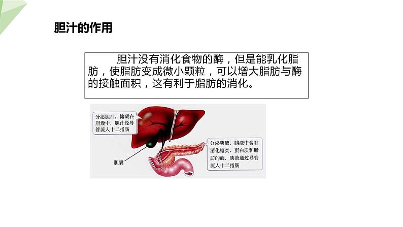 4.2.2 消化和吸收 课件2023-2024学年初中生物人教版七年级下册第8页