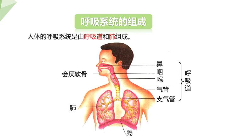 4.3.1 呼吸道对空气的处理 课件2023-2024学年初中生物人教版七年级下册第5页