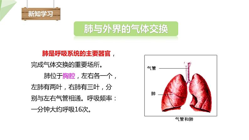 4.3.2 发生在肺内的气体交换 课件2023-2024学年初中生物人教版七年级下册第4页