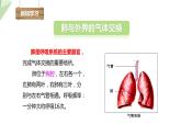 4.3.2 发生在肺内的气体交换 课件2023-2024学年初中生物人教版七年级下册
