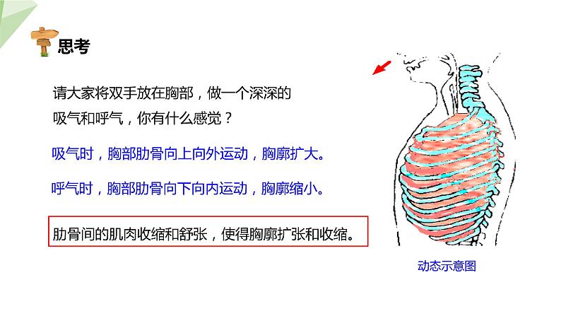 4.3.2 发生在肺内的气体交换 课件2023-2024学年初中生物人教版七年级下册第5页