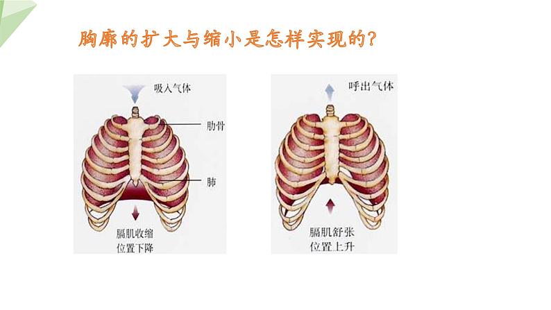 4.3.2 发生在肺内的气体交换 课件2023-2024学年初中生物人教版七年级下册第6页