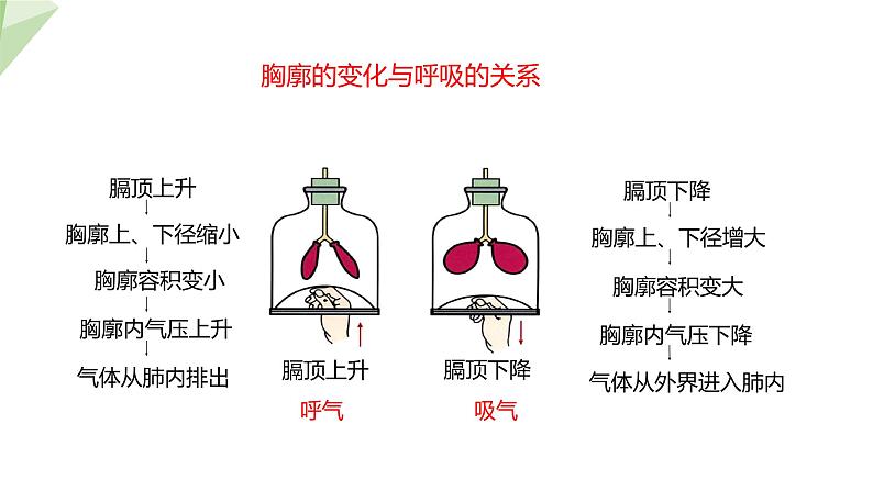 4.3.2 发生在肺内的气体交换 课件2023-2024学年初中生物人教版七年级下册第8页