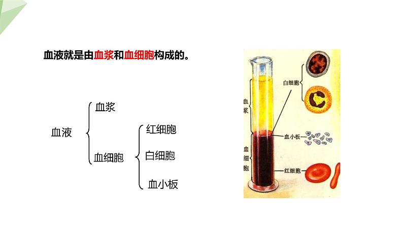 4.4.1 流动的组织——血液 课件2023-2024学年初中生物人教版七年级下册07