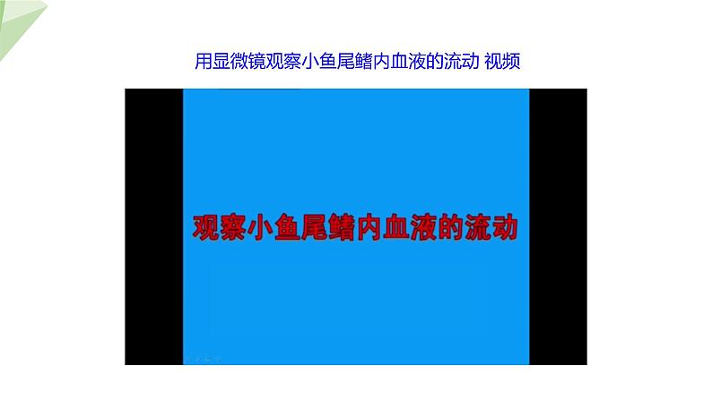 4.4.2 血流的管道——血管 课件2023-2024学年初中生物人教版七年级下册第5页