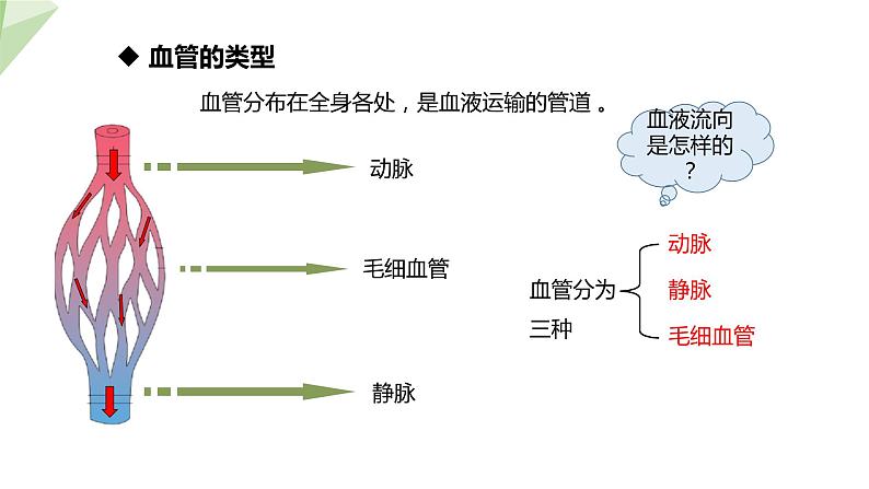 4.4.2 血流的管道——血管 课件2023-2024学年初中生物人教版七年级下册第6页