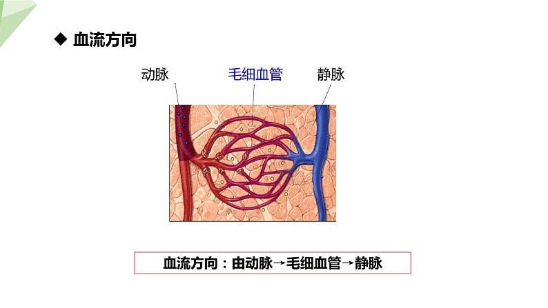 4.4.2 血流的管道——血管 课件2023-2024学年初中生物人教版七年级下册第7页