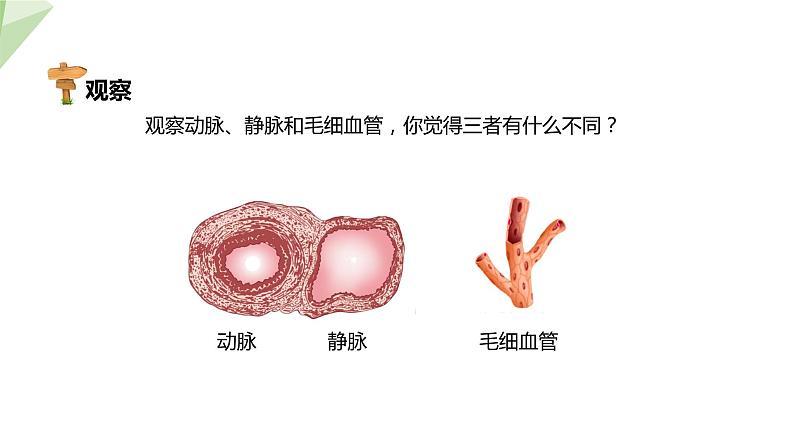 4.4.2 血流的管道——血管 课件2023-2024学年初中生物人教版七年级下册第8页