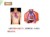 4.4.3 输送血液的泵——心脏 第1课时 课件2023-2024学年初中生物人教版七年级下册
