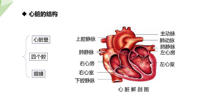 4.4.3 输送血液的泵——心脏 第1课时 课件2023-2024学年初中生物人教版七年级下册第6页