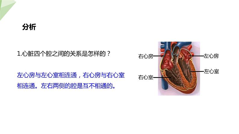 4.4.3 输送血液的泵——心脏 第1课时 课件2023-2024学年初中生物人教版七年级下册第7页