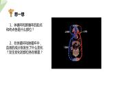 4.4.3 输送血液的泵——心脏 第2课时 课件2023-2024学年初中生物人教版七年级下册