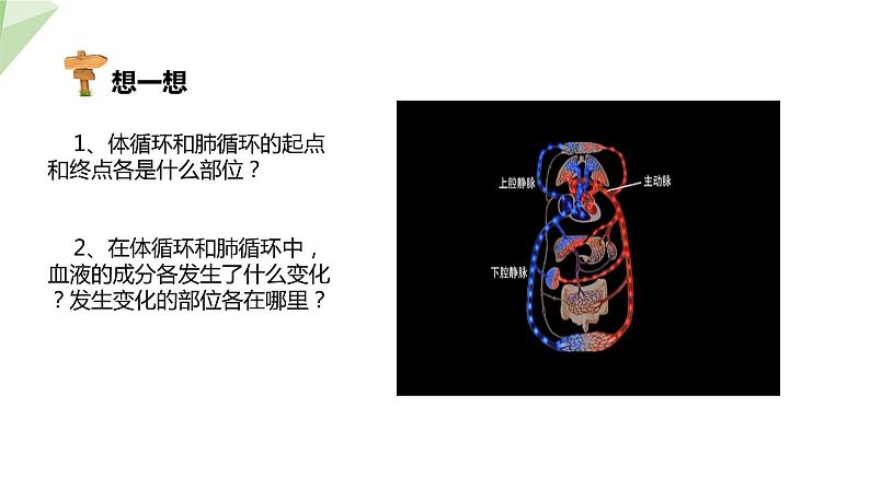 4.4.3 输送血液的泵——心脏 第2课时 课件2023-2024学年初中生物人教版七年级下册05