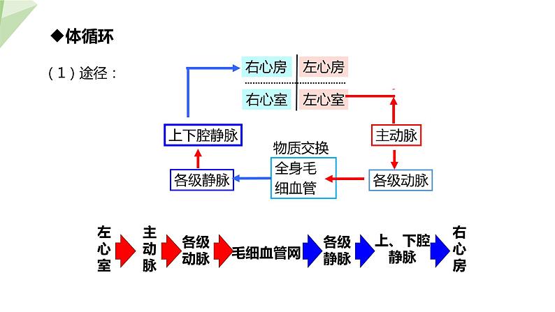 4.4.3 输送血液的泵——心脏 第2课时 课件2023-2024学年初中生物人教版七年级下册06